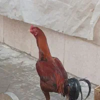 خروس لاری|حیوانات مزرعه|رامند, |دیوار