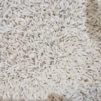 هاشمی محلی دانه درشت