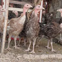 جوجه بوقلمون یک روزه،۲ماهه،۵ماهه و جوجه گلین|حیوانات مزرعه|شاهین‌شهر, شهرک امید (شهرک بنیاد برکت)|دیوار