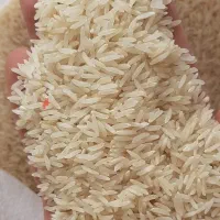 برنج فجر سوزنی خوش عطر و پخت