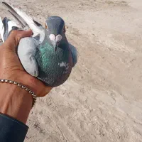 کبوتر ابلغ سبز چشم سرغ