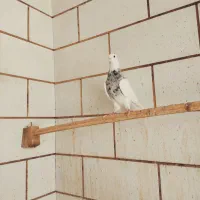 کبوتر|پرنده|دهدشت, |دیوار