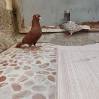 کبوتر|پرنده|خرمشهر, |دیوار