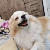 فروش فوری سگ پامرانین