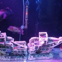 تزئینات اکواریوم