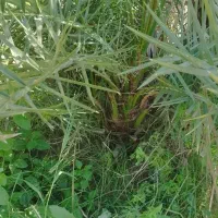 فسیل پاجوش خرما هلیله ای