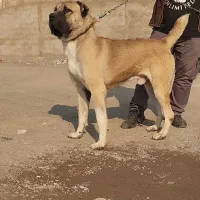 سگ الابای نر