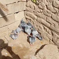 کفتر سبز و مگس شازده سبز|پرنده|زهک, |دیوار