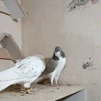 ساده عودی هفترنگ|پرنده|تایباد, |دیوار