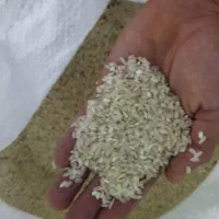 برنج جلب هاشمی