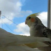 یک جفت عروس هلندی سخنگو