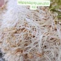 سلام، محصولات خانگی با کیفیت عالی وبهداشتی|خوردنی و آشامیدنی|شیراز, کوی آزادگان|دیوار