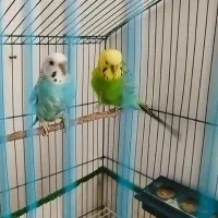 جفت مرغ عشق