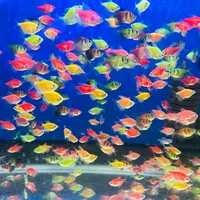 ماهی کالرویدو رنگی