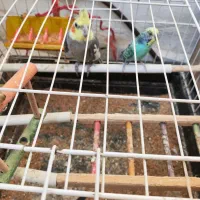 عروس هلندی و مرغ عشق|پرنده|پردیس, فاز ۱|دیوار