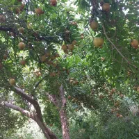اجاره میوه و ثمر باغ انار کازرون
