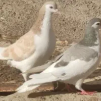 فروش تعدادی شیخی، سیاه، قزوینی ، چادری|پرنده|سراب, |دیوار