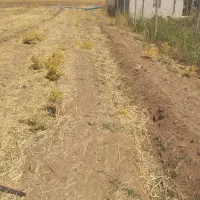 زمین مرغوب درجه بغل روستاوکتارجاده اصلی|فروش زمین و ملک کلنگی|دینور, |دیوار