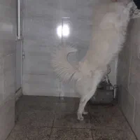 سگ اشپیتز|سگ|اهواز, کیانپارس |دیوار