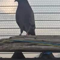 فرش یه تعداد نرو ماده|پرنده|بوکان, |دیوار