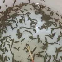 زالو صیدی کبریتی|آرایشی، بهداشتی، درمانی|بندر انزلی, چهارفریضه|دیوار