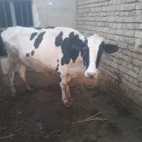 گاوشیری|حیوانات مزرعه|اسدآباد, |دیوار