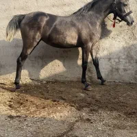 کره مادیون نیله ترکی