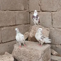 کبوتر تهرانی گشتی