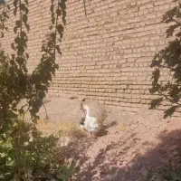 یک جفت غاز درشت وسالم ۲ساله