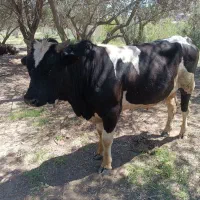 کل دو رگ و گاو شیری جوان