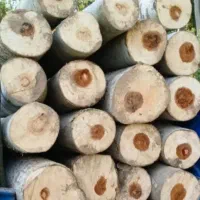 خرید و فروش چوب بالاترین قیمت پول نقد سر باسکول