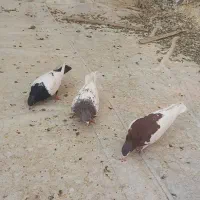 کبوتر|پرنده|مبارکه, |دیوار