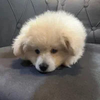 پامرین خرسی|سگ|ری, علایین|دیوار