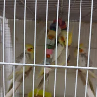 عروسهای سالم و زیبا و کوتولههای سخنگو