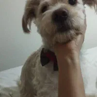 واگذاری اشپیتز تریر یک ساله نر