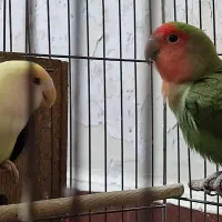 طوطی برزیلی مولد