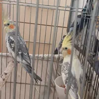 عروس هلندی|پرنده|اراک, |دیوار