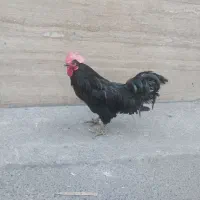 خروس ارزشمند