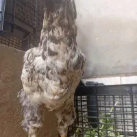 خروس