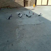 کبوتر پرشی اویناخ|پرنده|خسروشاه, |دیوار
