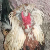 مرغ وخروس استرالپ وامروک قیمت مناسب