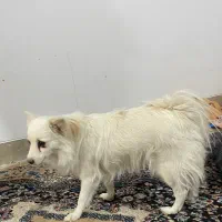 فروش سگه ماده باتربیت۲تومن|سگ|یزد, |دیوار