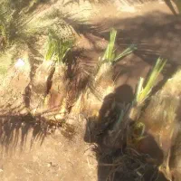 کلیته دونی ۳۵۰ تخفیف ویژه