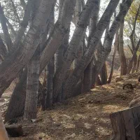 قلمه|گل و گیاه طبیعی|ارشق, |دیوار