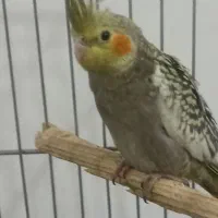 جوجه عروس هلندی|پرنده|قرچک, شهرک الحدید|دیوار