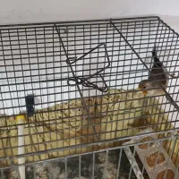 جوجه سهره قناری