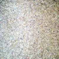 گندم دیمی گنداب|عمده‌فروشی|دره شهر, |دیوار