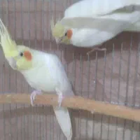 یک جفت عروس هلندی مولد