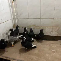 10 تا جوجه پلنگ شغلا شده