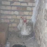 فروش معاوضعه اردک اسرائلی